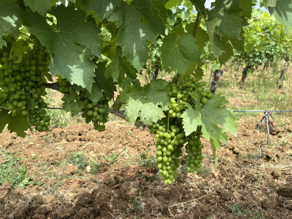 a cluster of green grapes and grape leaves on a vine