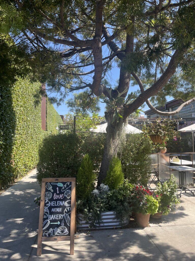 tree in the outdoor dining area of Helena Avenue Bakery Santa Barbara California