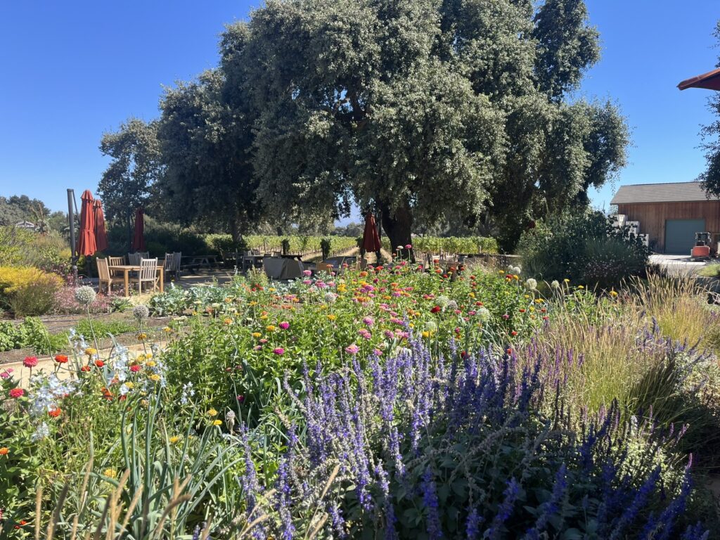 wildflowers in bloom at Roblar Winery Santa Barbara California