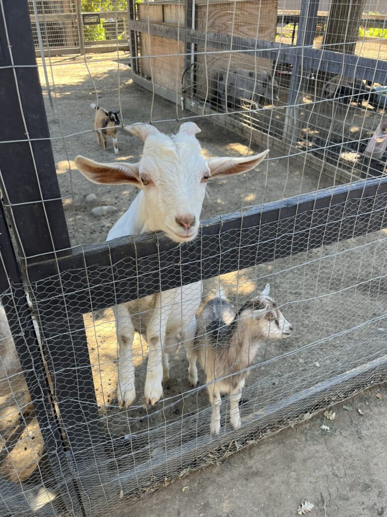 goats at Vega Vineyard and Farm Santa Barbara California