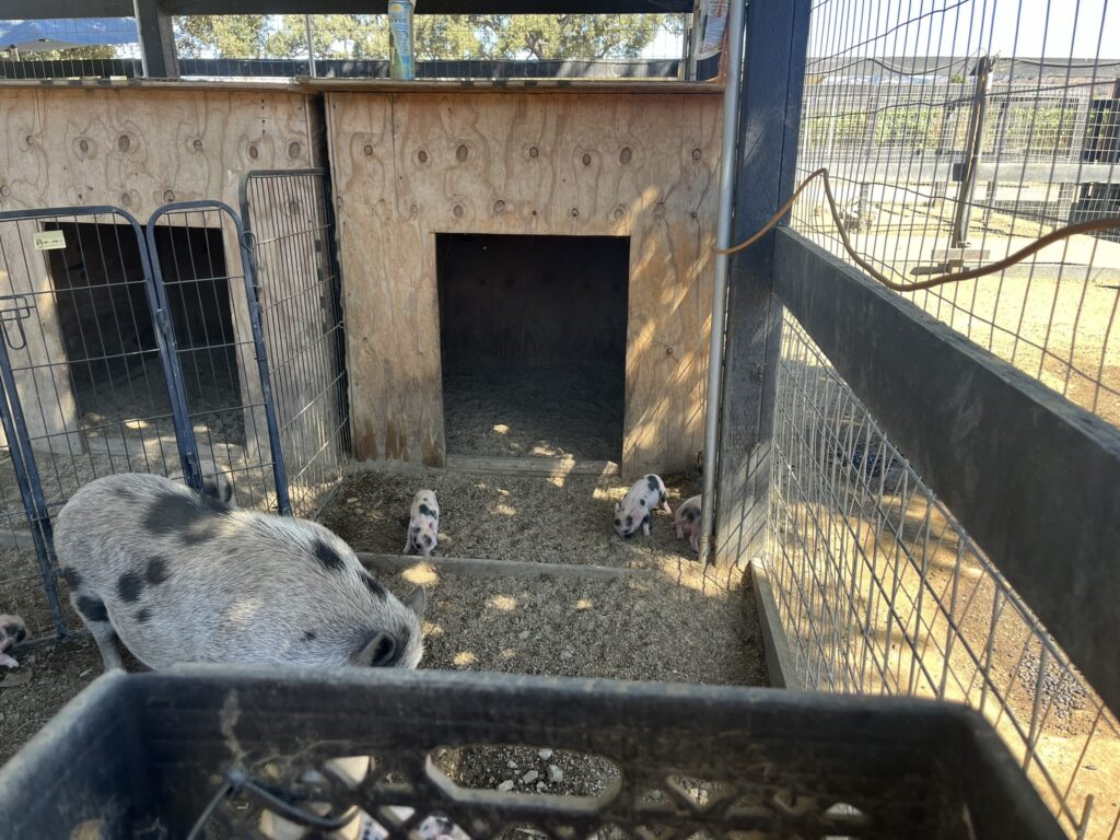pigs at Vega Vineyard and Farm Santa Barbara California