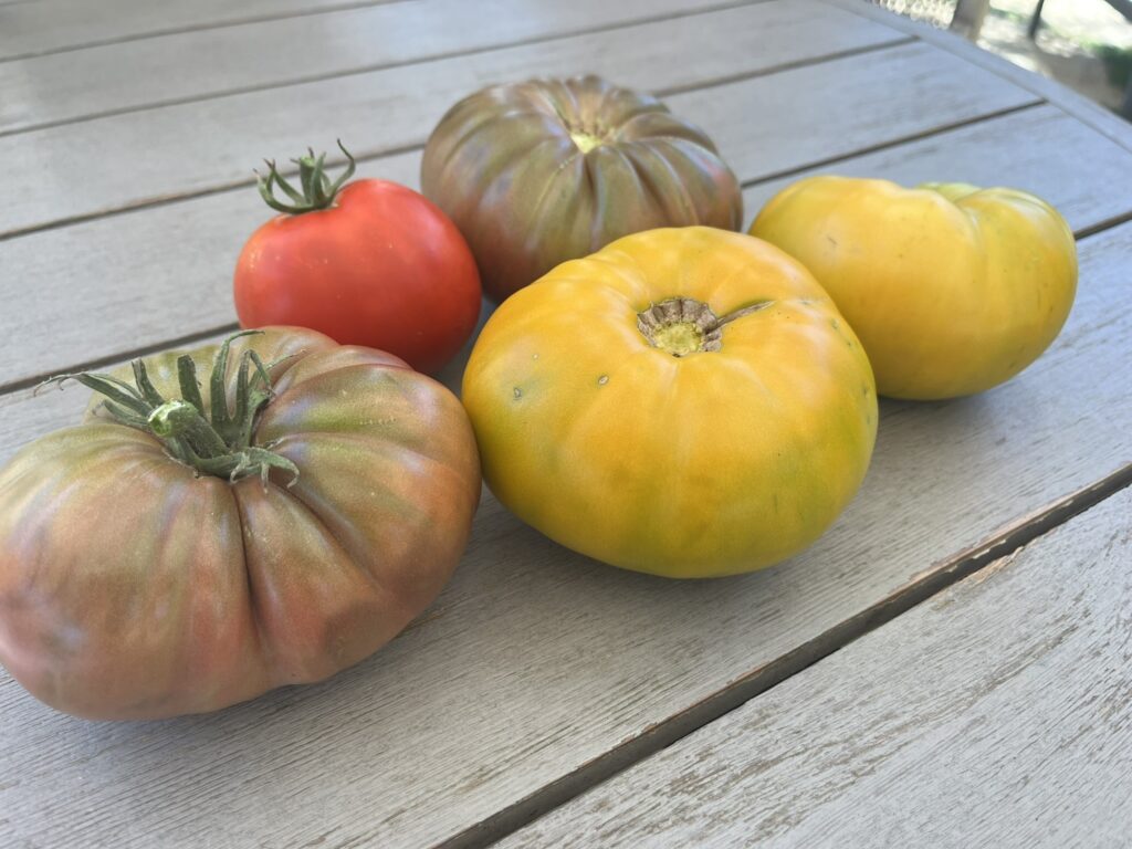 freshly grown tomatoes of several colors at Vega Vineyard and Farm Santa Barbara California