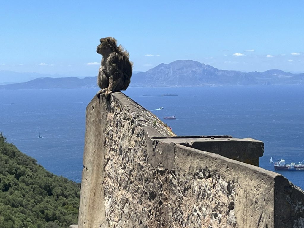 Barbary Ape on The Rock of Gibraltar