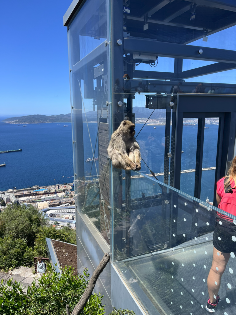 Barbary Ape on The Rock of Gibraltar