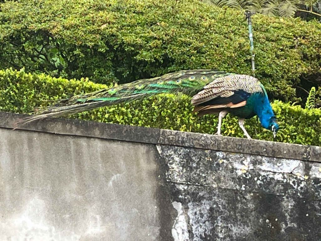 Peacock at Jardim Monte Palace Tropical Garden Madeira