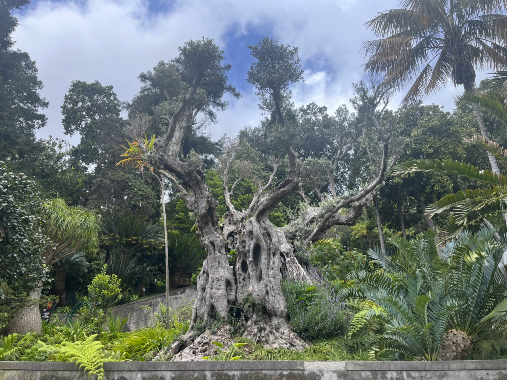 Jardim Monte Palace Tropical Garden Madeira