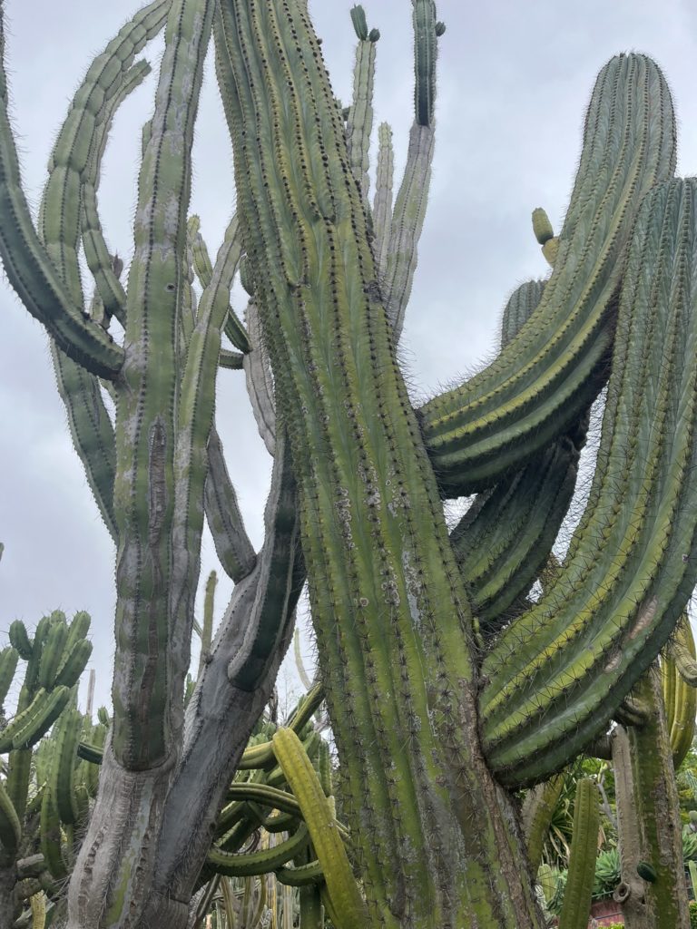  Botanical Garden Funchal, Madeira