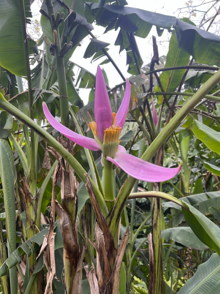  Botanical Garden Funchal, Madeira